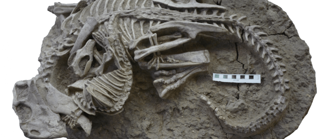 fossil mammal dinosaur