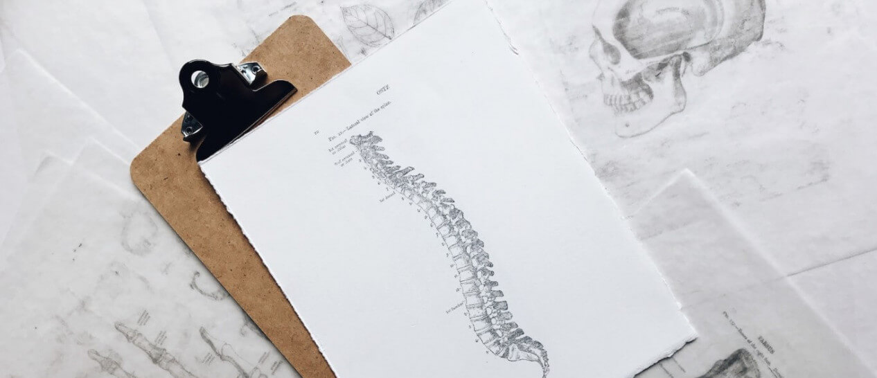 spine drawing on paper
