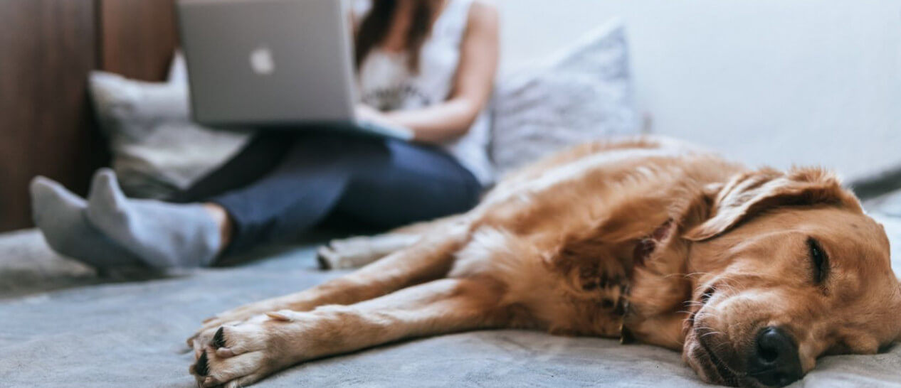 retriever dog lying on bed