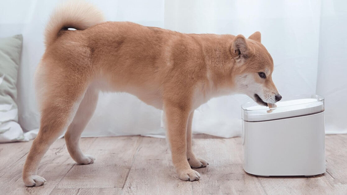 akita dog drinking water rom smart fountain