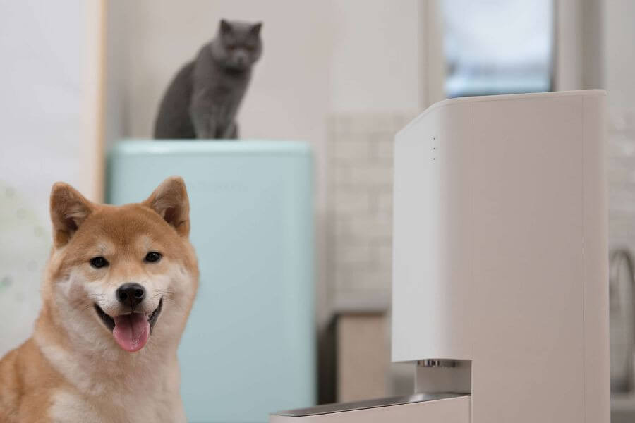 akita dog with smart pet feeder