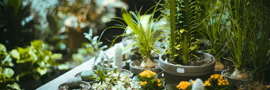 Ένας έξυπνος κήπος στο πλαίσιο ενός smart home