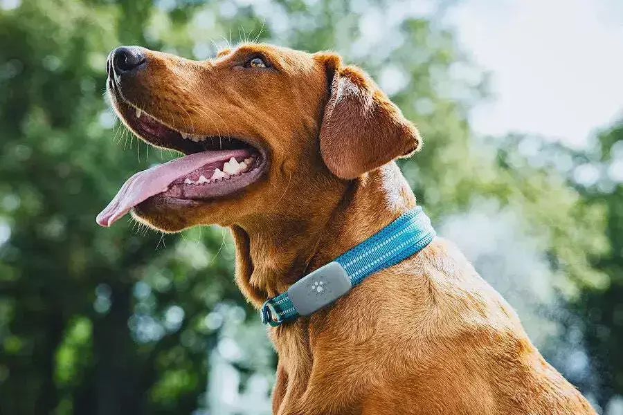 Ένα pet tracker θα σου επιτρέψει να έχεις πλήρη και ακριβή εικόνα για το πού βρίσκεται ο σκύλος σου ενημερώνοντάς σε αν απομακρυνθεί από την περιοχή που έχεις ορίσει